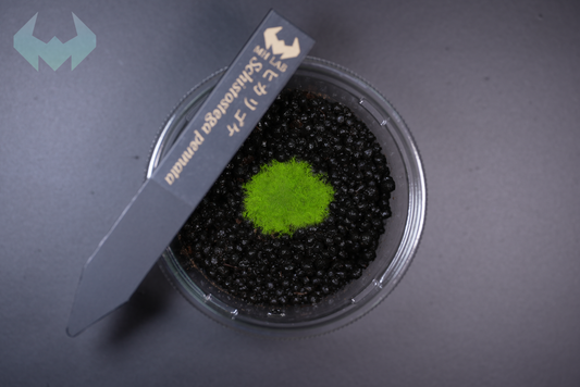 ヒカリゴケ (4月中期間限定販売)