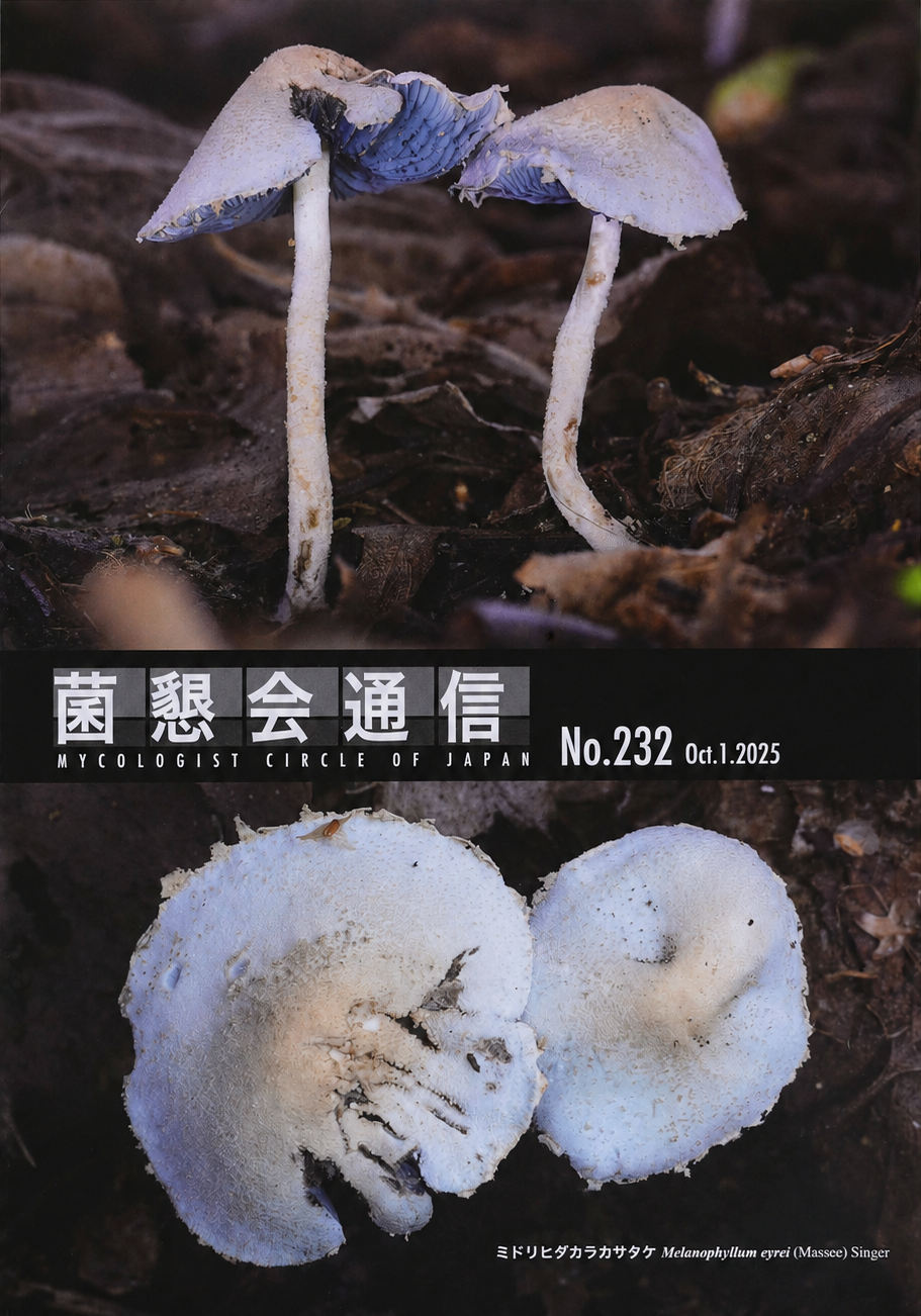 Melanophyllum eyrei 資料画像
