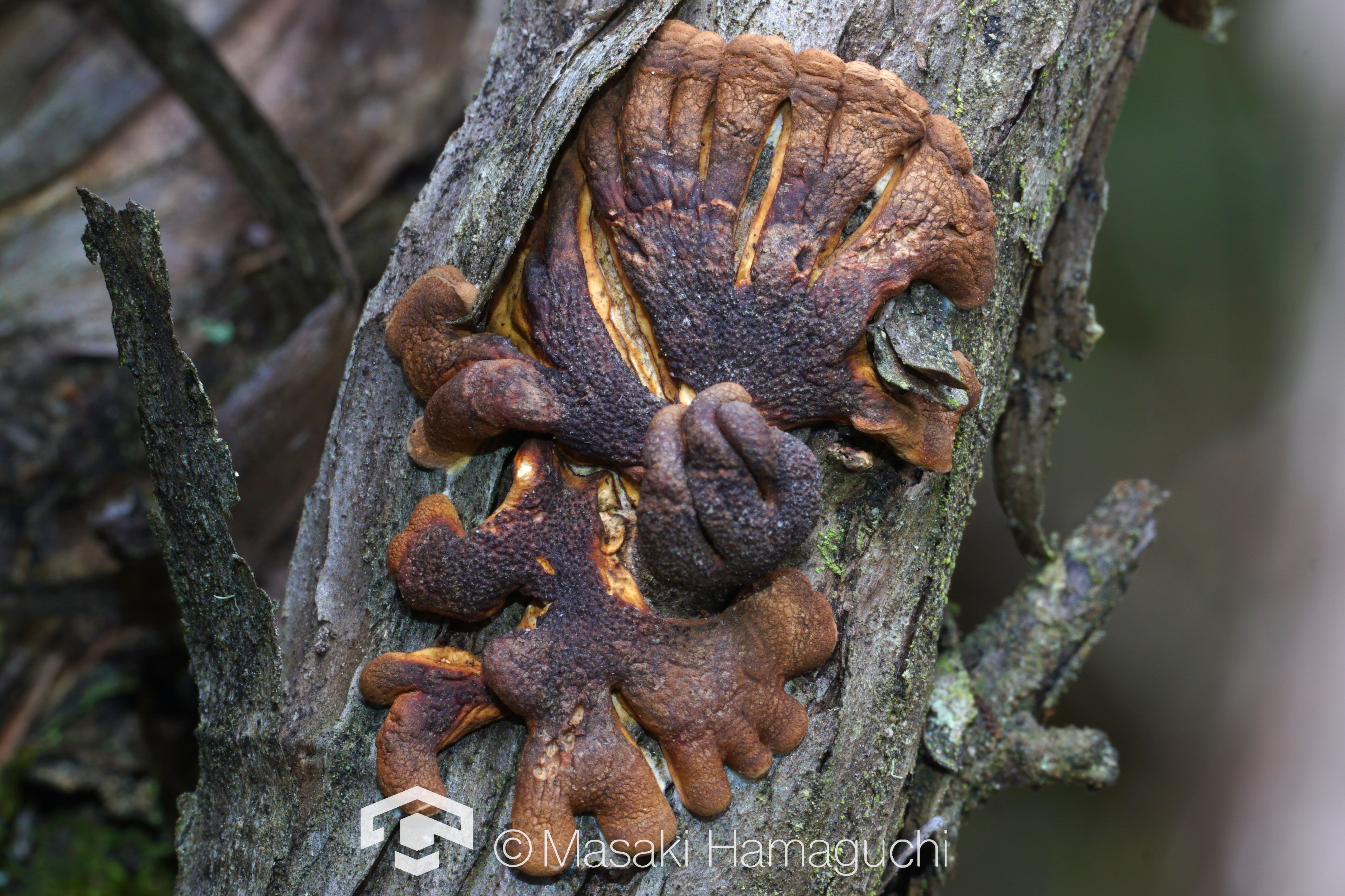 Hypocreopsis amplectens