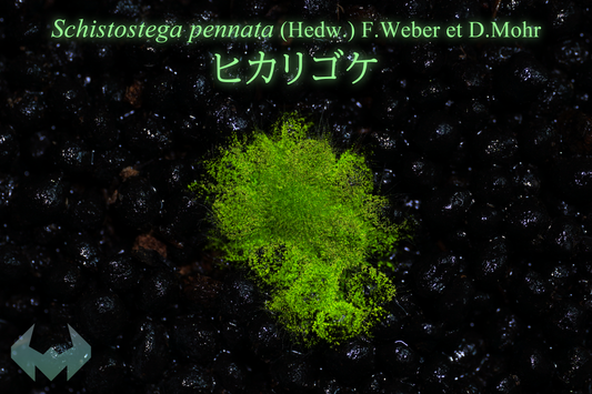 ヒカリゴケ (4月中期間限定販売)